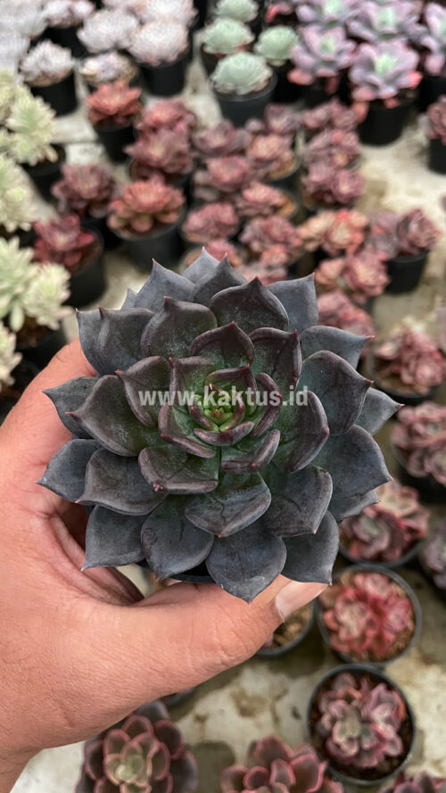 Echeveria Blue Prince, real gallery image #8 plants. Picture taken directly from kaktus.id community Echeveria farmer green houses.