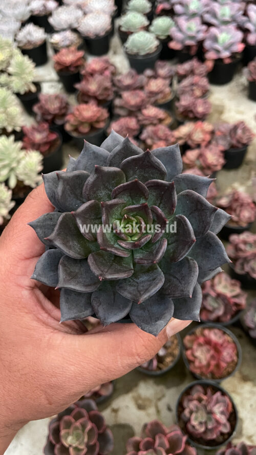 Echeveria Blue Prince, real gallery image #7 plants. Picture taken directly from kaktus.id community Echeveria farmer green houses.