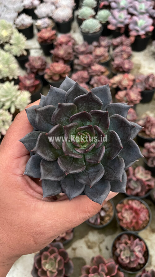 Echeveria Blue Prince, real gallery image #4 plants. Picture taken directly from kaktus.id community Echeveria farmer green houses.