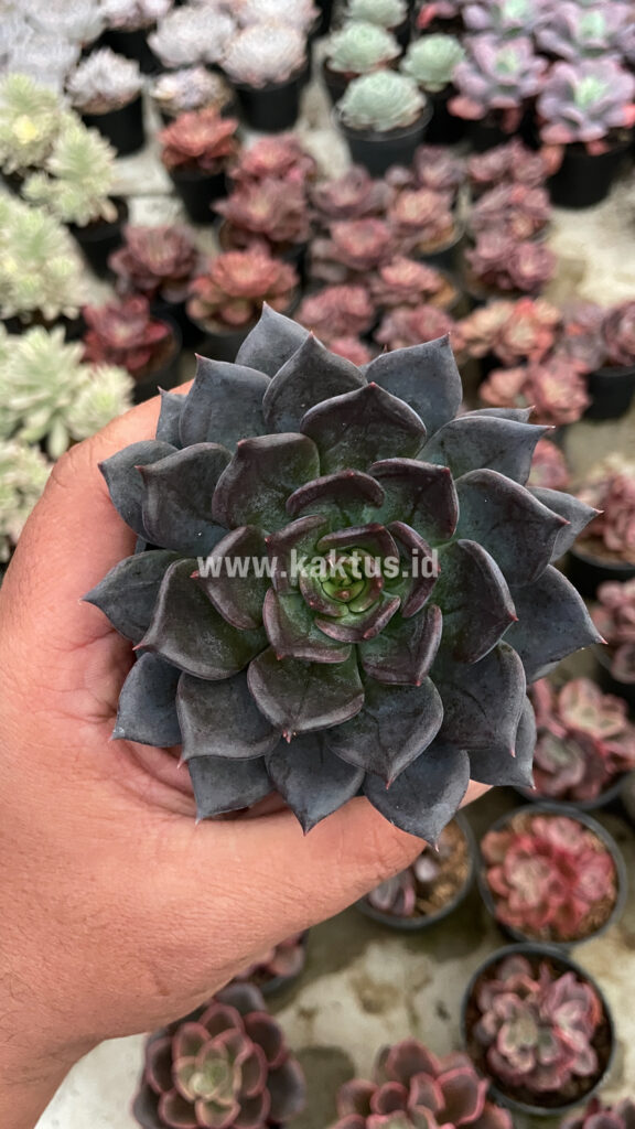 kaktus.id