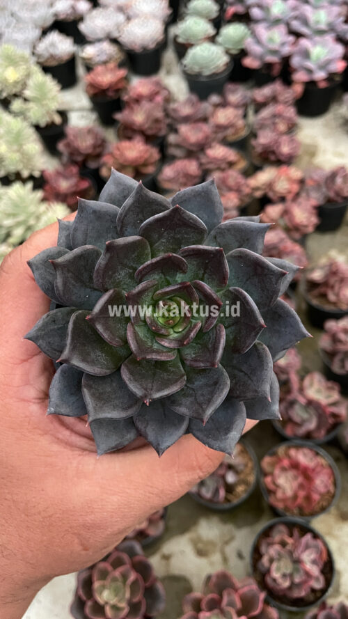 Echeveria Blue Prince, real gallery image #3 plants. Picture taken directly from kaktus.id community Echeveria farmer green houses.