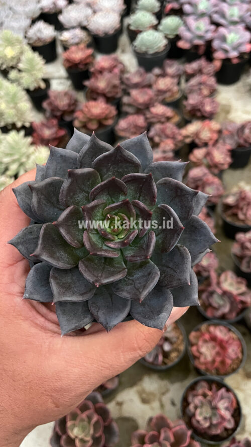 Echeveria Blue Prince, real gallery image #12 plants. Picture taken directly from kaktus.id community Echeveria farmer green houses.