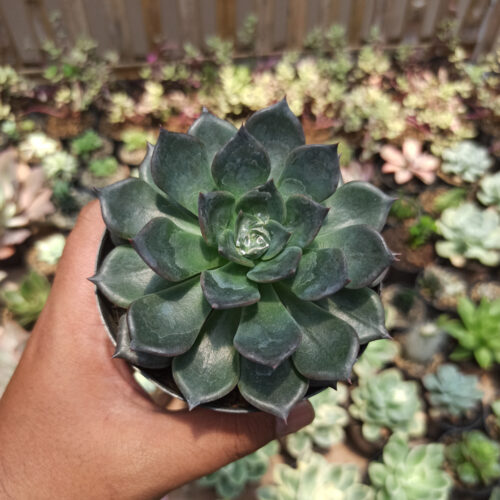 Echeveria Blue Prince, real gallery image #18 plants. Picture taken directly from kaktus.id community Echeveria farmer green houses.