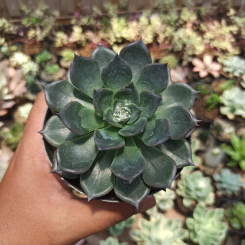 Echeveria Blue Prince, real gallery image #1 plants. Picture taken directly from kaktus.id community Echeveria farmer green houses.