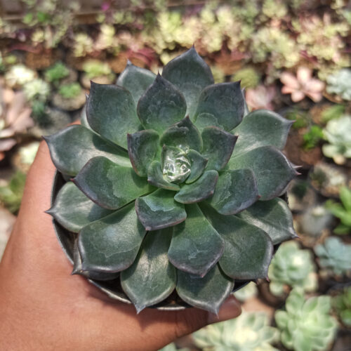 Echeveria Blue Prince, real gallery image #19 plants. Picture taken directly from kaktus.id community Echeveria farmer green houses.