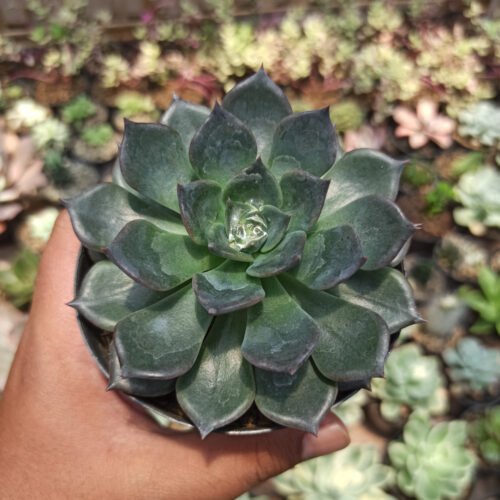 Echeveria Blue Prince, real gallery image #17 plants. Picture taken directly from kaktus.id community Echeveria farmer green houses.