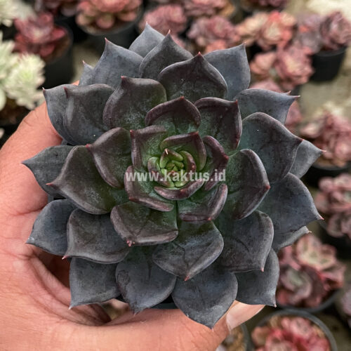 Echeveria Blue Prince, real feature image plant. Picture taken directly from kaktus.id community Echeveria farmer green houses.