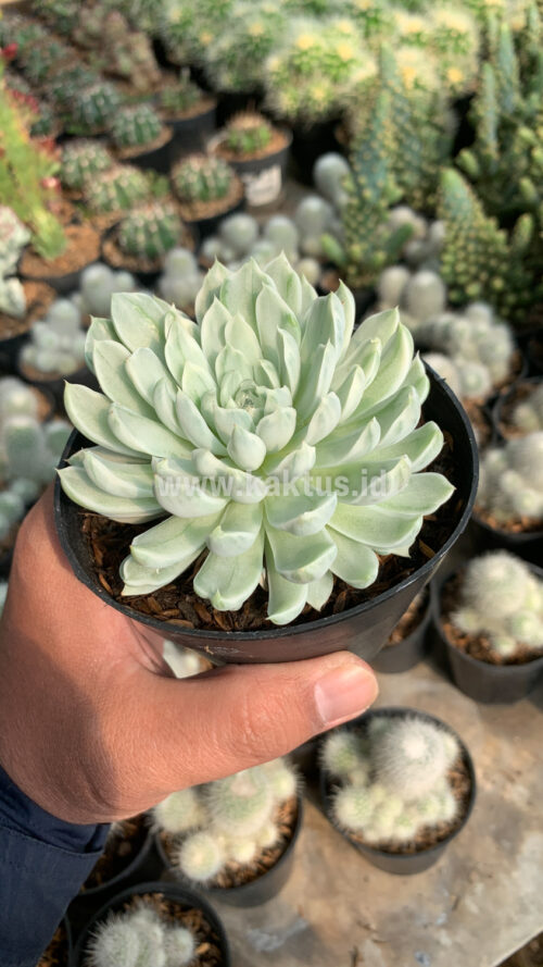 Echeveria Royal Chrysanthemum Variegated, real gallery image #1 plants. Picture taken directly from kaktus.id community Echeveria farmer green houses.