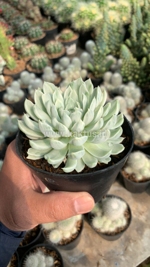 Echeveria Royal Chrysanthemum Variegated, real gallery image #12 plants. Picture taken directly from kaktus.id community Echeveria farmer green houses.