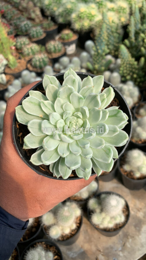 Echeveria Royal Chrysanthemum Variegated, real gallery image #10 plants. Picture taken directly from kaktus.id community Echeveria farmer green houses.