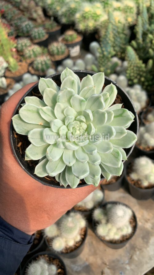Echeveria Royal Chrysanthemum Variegated, real gallery image #9 plants. Picture taken directly from kaktus.id community Echeveria farmer green houses.