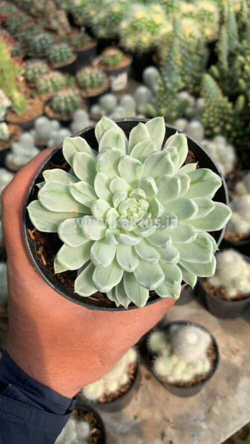 Echeveria Royal Chrysanthemum Variegated, real gallery image #8 plants. Picture taken directly from kaktus.id community Echeveria farmer green houses.