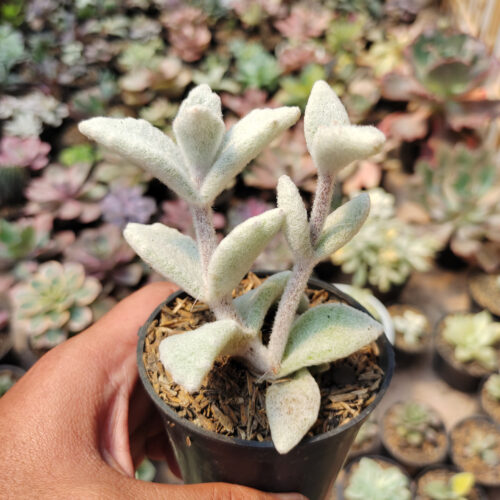 Kalanchoe Eriophylla, real gallery image #2 plants. Picture taken directly from kaktus.id community Kalanchoe farmer green houses.