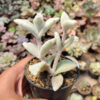 Kalanchoe Eriophylla, real gallery image #3 plants. Picture taken directly from kaktus.id community Kalanchoe farmer green houses.