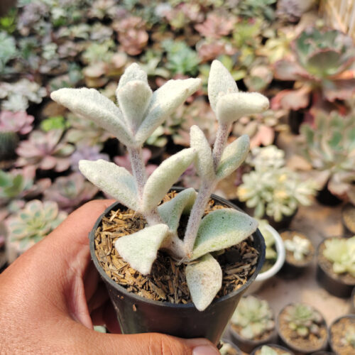 Kalanchoe Eriophylla, real gallery image #4 plants. Picture taken directly from kaktus.id community Kalanchoe farmer green houses.