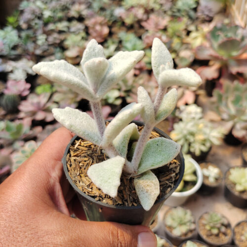 Kalanchoe Eriophylla, real gallery image #5 plants. Picture taken directly from kaktus.id community Kalanchoe farmer green houses.