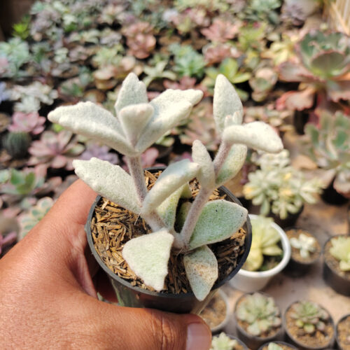 Kalanchoe Eriophylla, real gallery image #6 plants. Picture taken directly from kaktus.id community Kalanchoe farmer green houses.