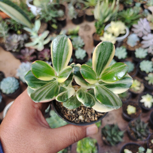 Crassula Ovata ‘Hummel’s Sunset’ – Golden Jade Tree, real gallery image #7 plants. Picture taken directly from kaktus.id community Crassula farmer green houses.