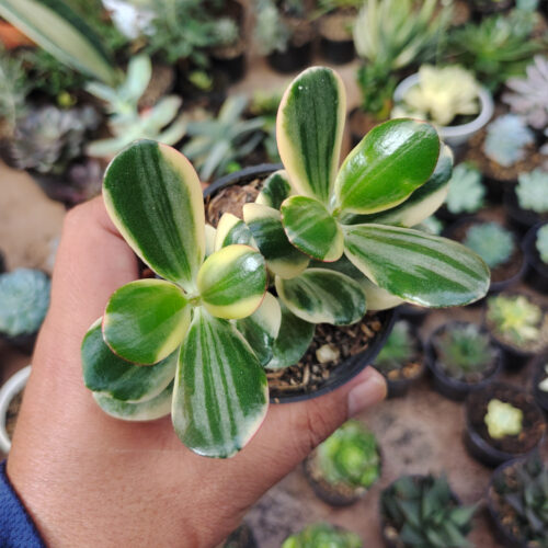 Crassula Ovata ‘Hummel’s Sunset’ – Golden Jade Tree, real gallery image #16 plants. Picture taken directly from kaktus.id community Crassula farmer green houses.