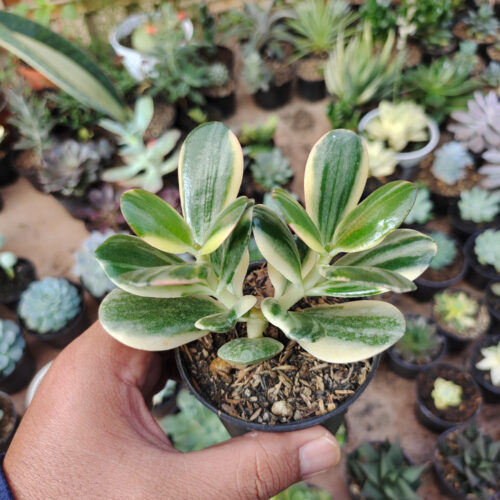 Crassula Ovata ‘Hummel’s Sunset’ – Golden Jade Tree, real gallery image #8 plants. Picture taken directly from kaktus.id community Crassula farmer green houses.