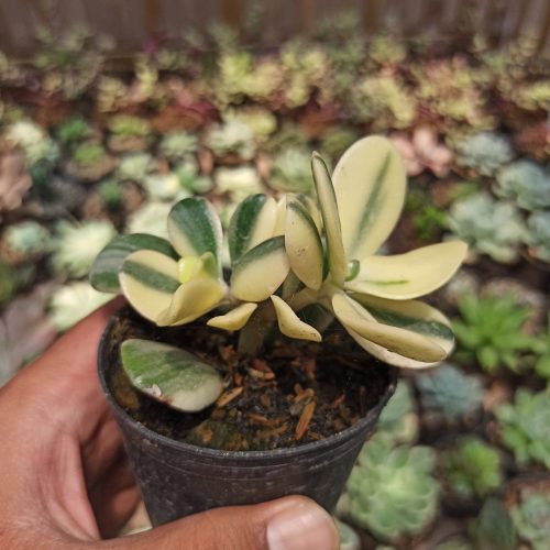 Crassula Ovata ‘Hummel’s Sunset’ – Golden Jade Tree, real gallery image #2 plants. Picture taken directly from kaktus.id community Crassula farmer green houses.