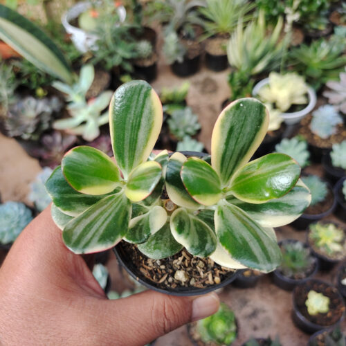 Crassula Ovata ‘Hummel’s Sunset’ – Golden Jade Tree, real gallery image #9 plants. Picture taken directly from kaktus.id community Crassula farmer green houses.