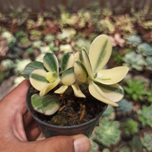 Crassula Ovata ‘Hummel’s Sunset’ – Golden Jade Tree, real gallery image #4 plants. Picture taken directly from kaktus.id community Crassula farmer green houses.