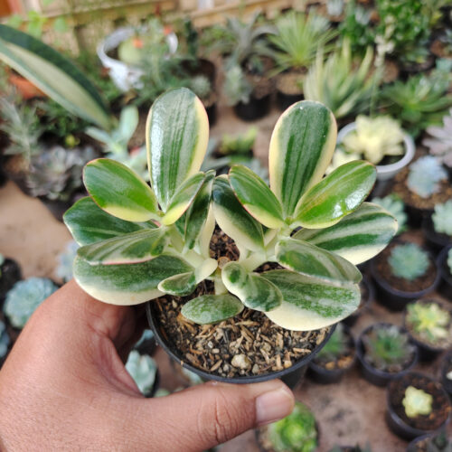 140. Crassula Ovata ‘Hummel’s Sunset’ – Golden Jade Tree ( Appendix II – Special Permit Needed* )