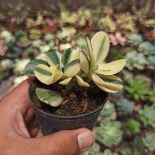 Crassula Ovata ‘Hummel’s Sunset’ – Golden Jade Tree, real gallery image #3 plants. Picture taken directly from kaktus.id community Crassula farmer green houses.