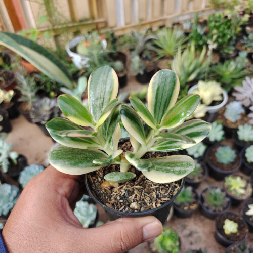Crassula Ovata ‘Hummel’s Sunset’ – Golden Jade Tree, real gallery image #11 plants. Picture taken directly from kaktus.id community Crassula farmer green houses.