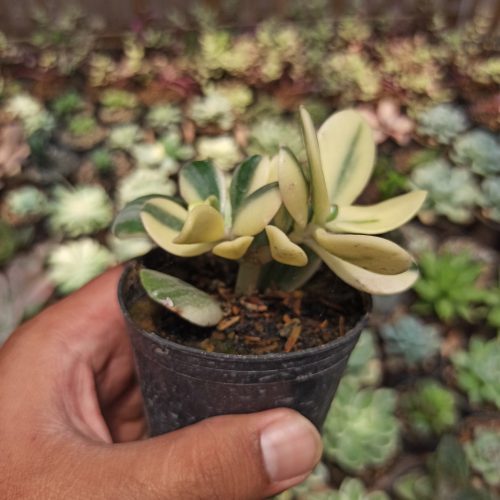 Crassula Ovata ‘Hummel’s Sunset’ – Golden Jade Tree, real gallery image #5 plants. Picture taken directly from kaktus.id community Crassula farmer green houses.