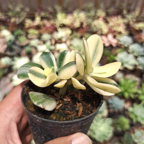 Crassula Ovata ‘Hummel’s Sunset’ – Golden Jade Tree, real gallery image #1 plants. Picture taken directly from kaktus.id community Crassula farmer green houses.