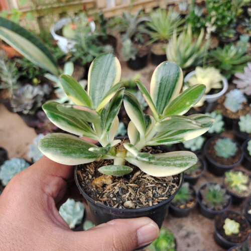 Crassula Ovata ‘Hummel’s Sunset’ – Golden Jade Tree, real gallery image #12 plants. Picture taken directly from kaktus.id community Crassula farmer green houses.