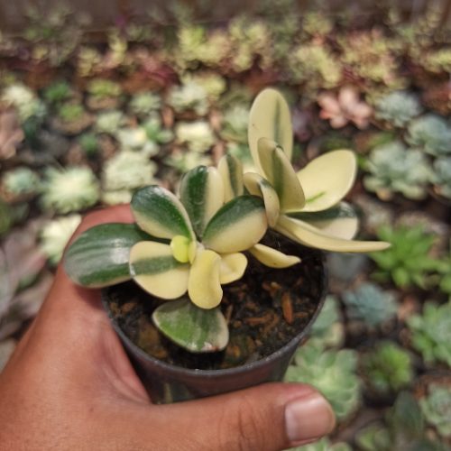 Crassula Ovata ‘Hummel’s Sunset’ – Golden Jade Tree, real gallery image #6 plants. Picture taken directly from kaktus.id community Crassula farmer green houses.