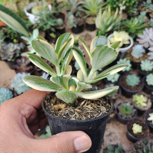 Crassula Ovata ‘Hummel’s Sunset’ – Golden Jade Tree, real gallery image #13 plants. Picture taken directly from kaktus.id community Crassula farmer green houses.