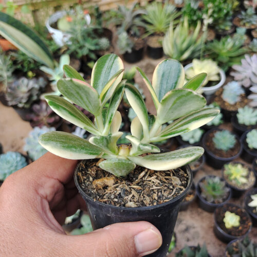 Crassula Ovata ‘Hummel’s Sunset’ – Golden Jade Tree, real gallery image #14 plants. Picture taken directly from kaktus.id community Crassula farmer green houses.