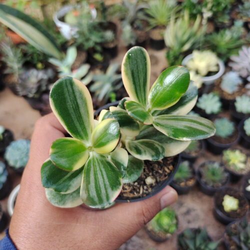 Crassula Ovata ‘Hummel’s Sunset’ – Golden Jade Tree, real gallery image #15 plants. Picture taken directly from kaktus.id community Crassula farmer green houses.
