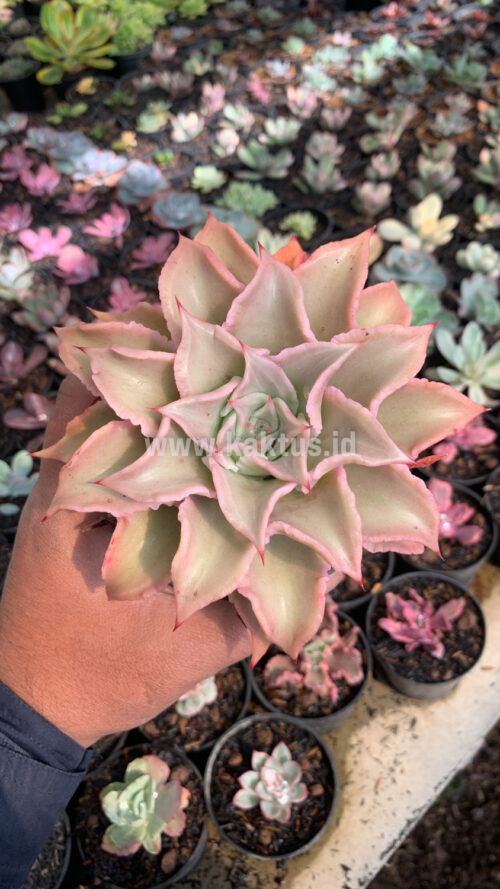 Echeveria Madiba, real gallery image #2 plants. Picture taken directly from kaktus.id community Echeveria farmer green houses.