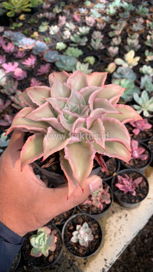 Echeveria Madiba, real gallery image #4 plants. Picture taken directly from kaktus.id community Echeveria farmer green houses.