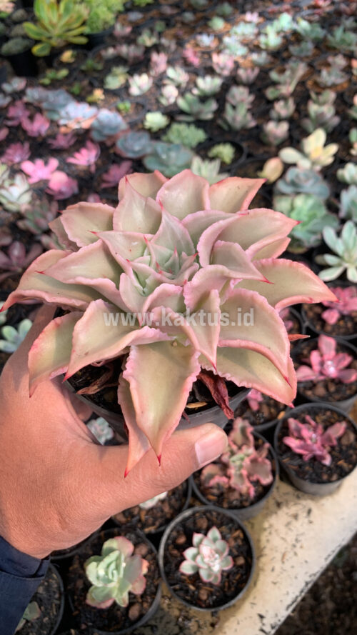 Echeveria Madiba, real gallery image #5 plants. Picture taken directly from kaktus.id community Echeveria farmer green houses.