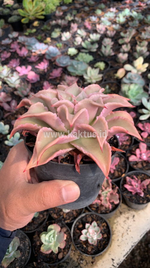 Echeveria Madiba, real gallery image #6 plants. Picture taken directly from kaktus.id community Echeveria farmer green houses.