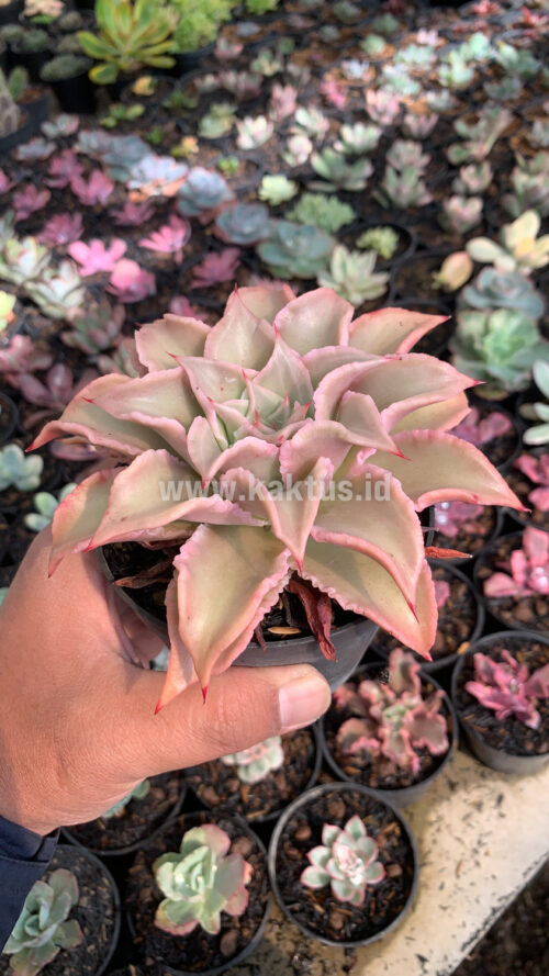Echeveria Madiba, real gallery image #7 plants. Picture taken directly from kaktus.id community Echeveria farmer green houses.