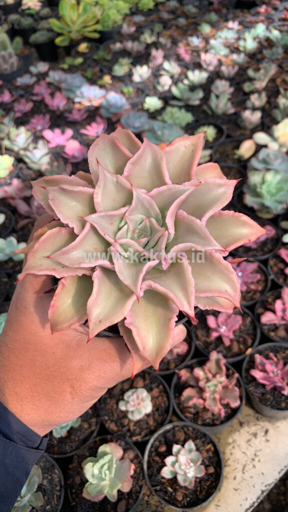 kaktus.id