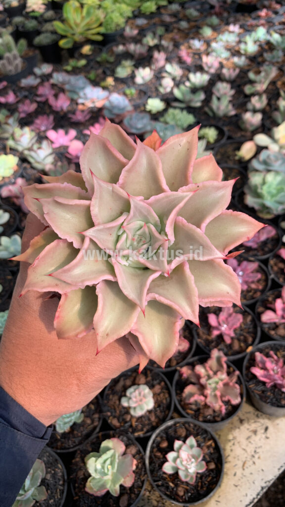 kaktus.id