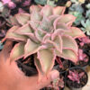 Echeveria Madiba, real gallery image #3 plants. Picture taken directly from kaktus.id community Echeveria farmer green houses.
