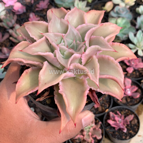 Echeveria Madiba, real gallery image #3 plants. Picture taken directly from kaktus.id community Echeveria farmer green houses.