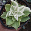 Echeveria Agavoides Rubella Variegated, real feature image plant. Picture taken directly from kaktus.id community Echeveria farmer green houses.