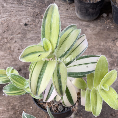 Tradescantia Sillamontana Variegated, real gallery image #1 plants. Picture taken directly from kaktus.id community Tradescantia farmer green houses.