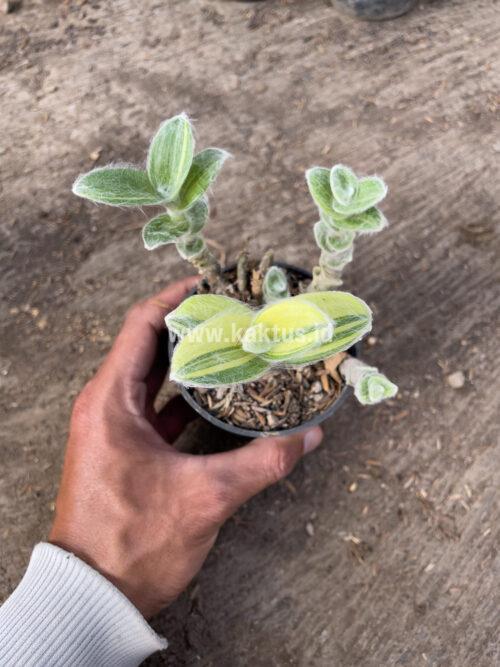 Tradescantia Sillamontana Variegated, real gallery image #10 plants. Picture taken directly from kaktus.id community Tradescantia farmer green houses.