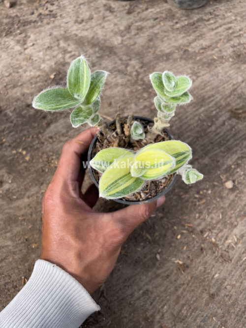 Tradescantia Sillamontana Variegated, real gallery image #11 plants. Picture taken directly from kaktus.id community Tradescantia farmer green houses.